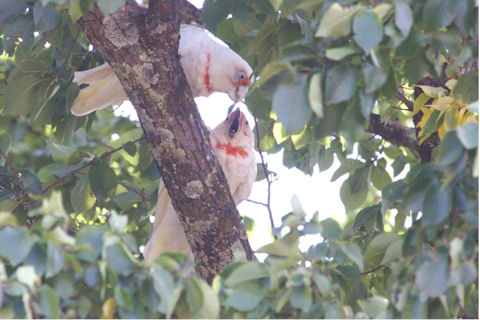 Long-billed Corella (Cacatua tenuirostris)